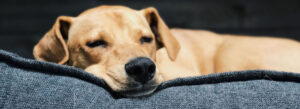 Dog on Couch