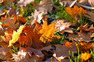 fall leaves